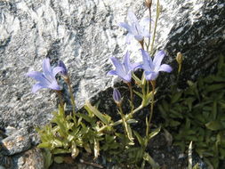 Image de Campanula wilkinsiana Greene