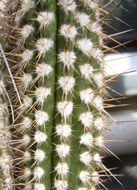 Image of <i>Eulychnia ritteri</i>