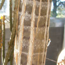 Image of <i>Aloe bainesii</i>