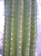 Image of Browningia chlorocarpa (Kunth) W. T. Marshall