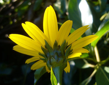 Image of Flourensia laurifolia DC.