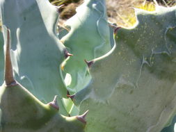 Image of Agave colorata Gentry