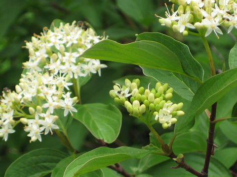 Image of redosier dogwood