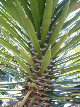 Image of Palma China yucca