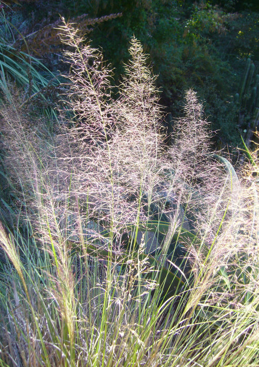 Sivun Muhlenbergia capillaris (Lam.) Trin. kuva