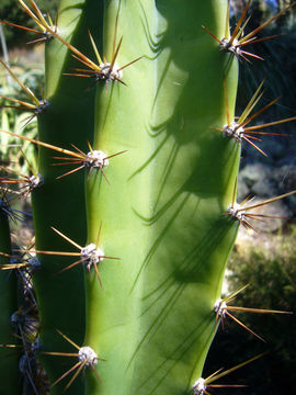 Image de <i>Cereus dayamii</i>