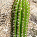 Image of <i>Cleistocactus tupizensis</i>