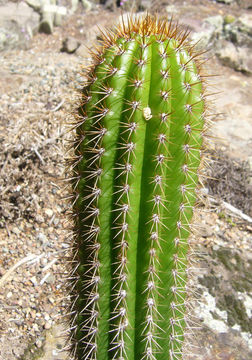 Image of <i>Cleistocactus tupizensis</i>