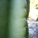 صورة Cereus jamacaru DC.