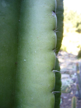 صورة Cereus jamacaru DC.