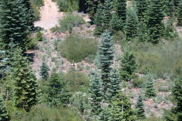 Image of Elmer's lupine