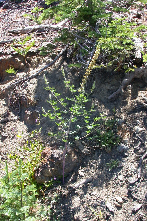 Plancia ëd Lupinus elmeri Greene