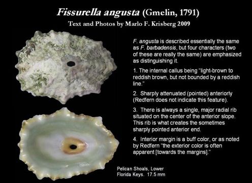 Image of Fissurella angusta (Gmelin 1791)