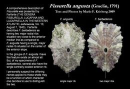 Image of Fissurella angusta (Gmelin 1791)