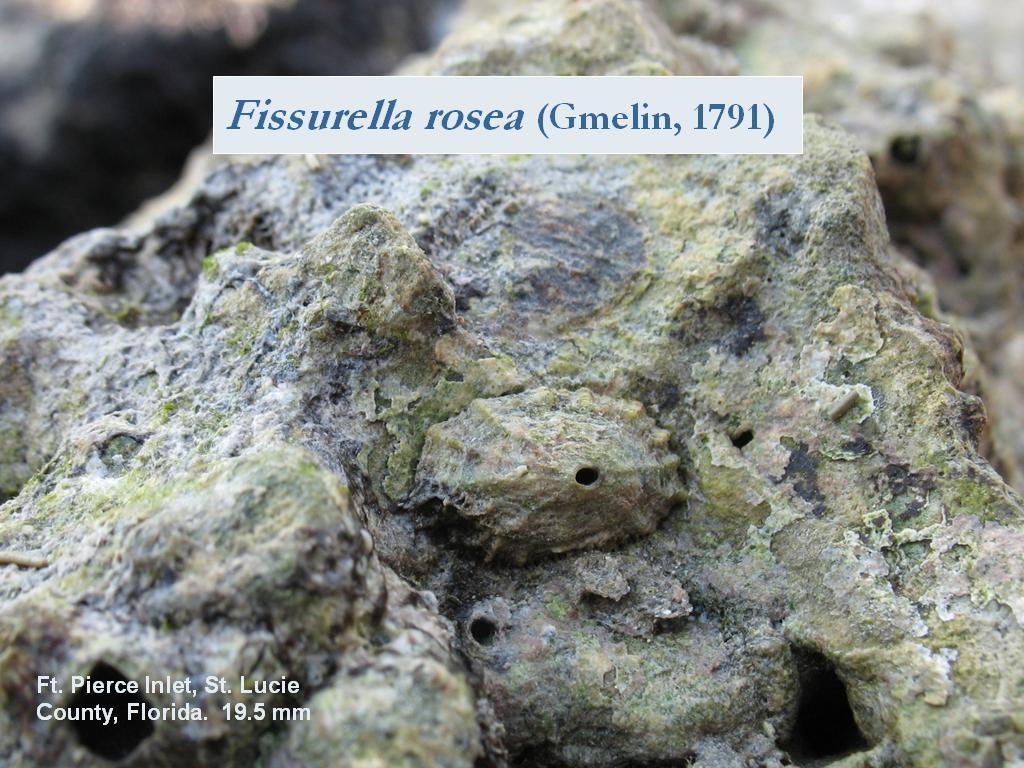 Image de Fissurella rosea (Gmelin 1791)
