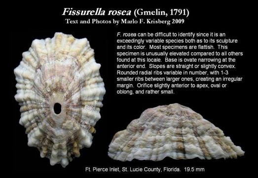 Image of Fissurella rosea (Gmelin 1791)