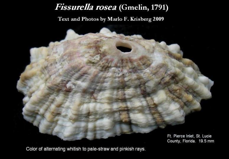 Image of Fissurella rosea (Gmelin 1791)