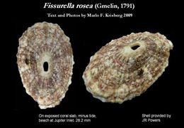 Image de Fissurella rosea (Gmelin 1791)