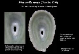 Image of Fissurella rosea (Gmelin 1791)
