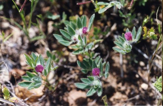 Plancia ëd Acmispon rubriflorus (Sharsm.) D. D. Sokoloff