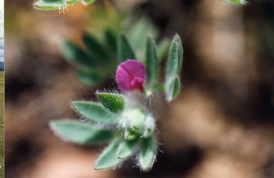 Plancia ëd Acmispon rubriflorus (Sharsm.) D. D. Sokoloff