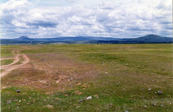 Plancia ëd Acmispon rubriflorus (Sharsm.) D. D. Sokoloff