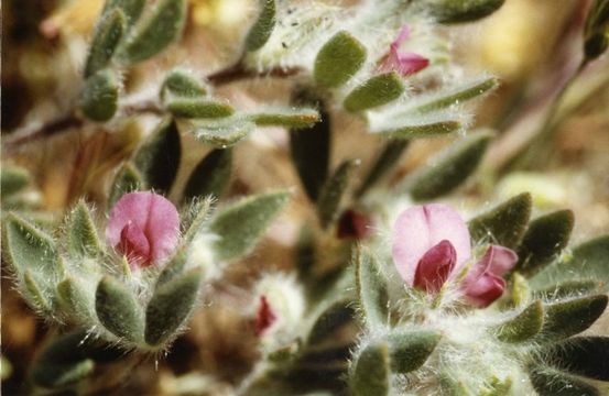 Plancia ëd Acmispon rubriflorus (Sharsm.) D. D. Sokoloff