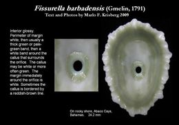 Image de Fissurella barbadensis (Gmelin 1791)