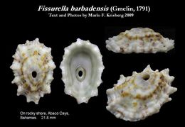 Image de Fissurella barbadensis (Gmelin 1791)