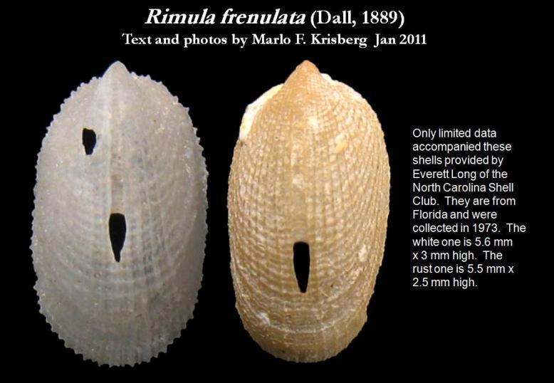 Image of Rimula frenulata (Dall 1889)