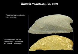 Image de Rimula frenulata (Dall 1889)