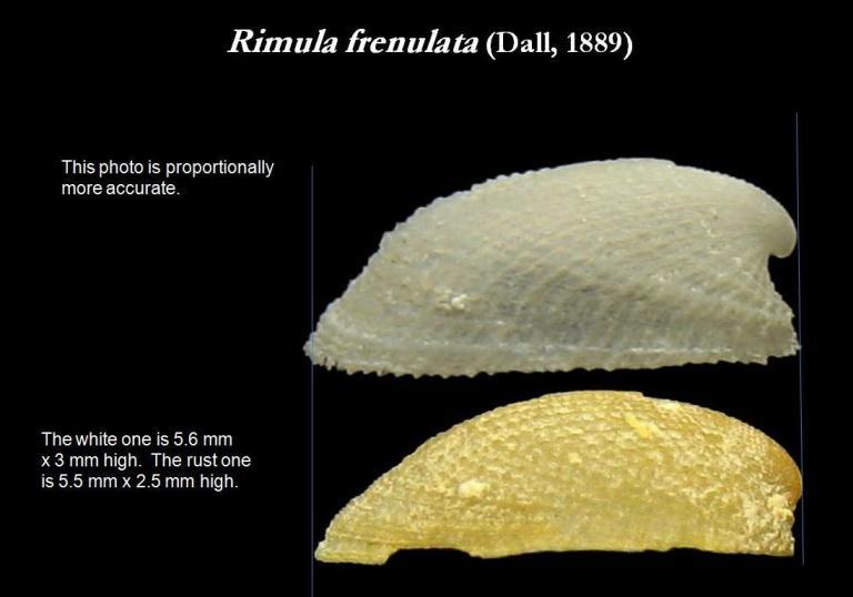 Image de Rimula frenulata (Dall 1889)