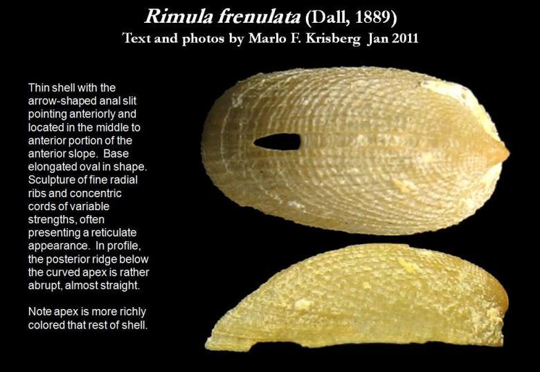 Image de Rimula frenulata (Dall 1889)