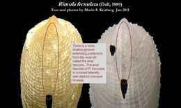 Image of Rimula frenulata (Dall 1889)