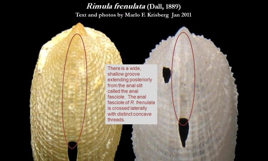 Image of Rimula frenulata (Dall 1889)