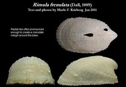 Image de Rimula frenulata (Dall 1889)