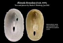 Image of Rimula frenulata (Dall 1889)