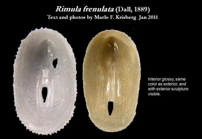 Image de Rimula frenulata (Dall 1889)