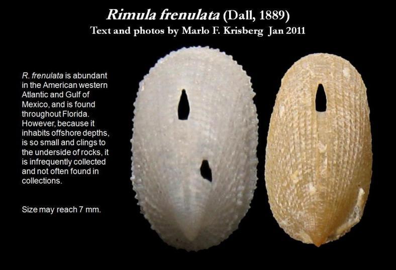 Image of Rimula frenulata (Dall 1889)