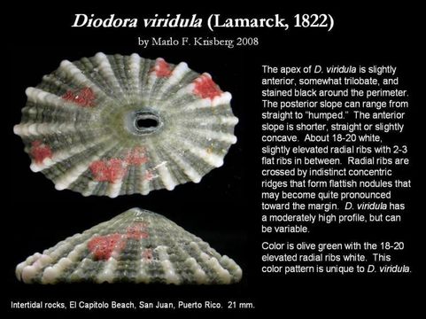 Image of Diodora viridula (Lamarck 1822)