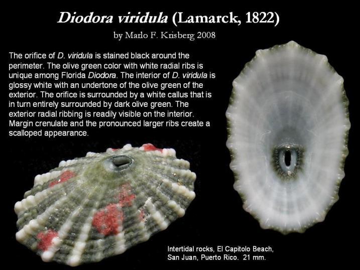 Image of Diodora viridula (Lamarck 1822)