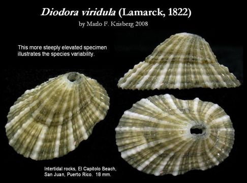 Image of Diodora viridula (Lamarck 1822)