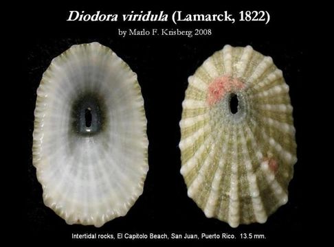 Imagem de Diodora viridula (Lamarck 1822)