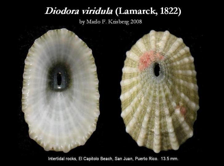 Image of Diodora viridula (Lamarck 1822)