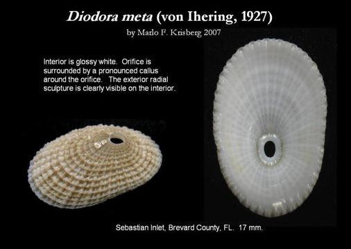 Image of Diodora meta (Ihering 1927)