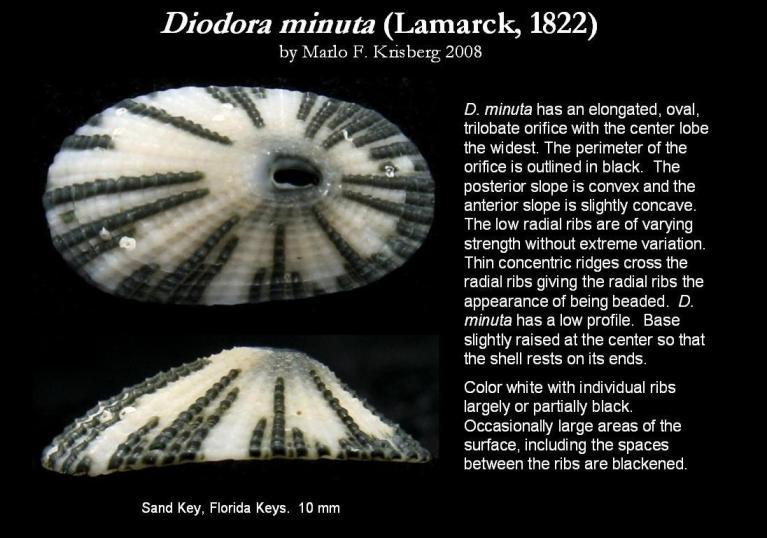 Imagem de Diodora minuta (Lamarck 1822)