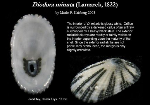 Imagem de Diodora minuta (Lamarck 1822)