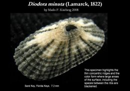 Image of Diodora minuta (Lamarck 1822)