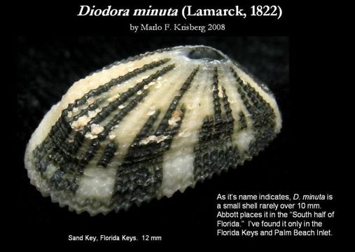 Image of Diodora minuta (Lamarck 1822)