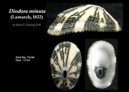 Imagem de Diodora minuta (Lamarck 1822)